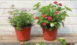 老挝阿吉爆料最新消息视频,揭秘神秘事件真相